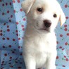 保健所からレスキューした子犬♂つばき サムネイル3