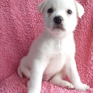 保健所からレスキューした子犬♂くま