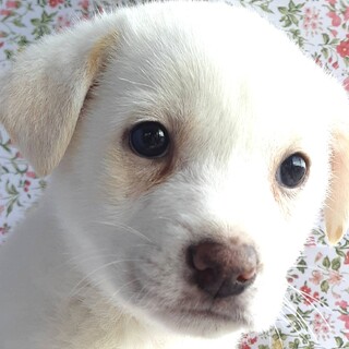 保健所からレスキューした子犬♂蓮(れん)