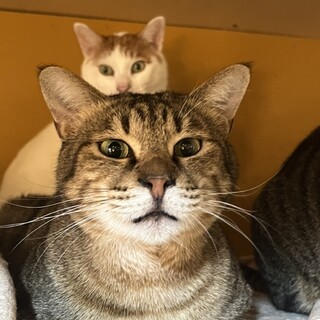 ありがとうございました★甘えん坊の　毛利くん