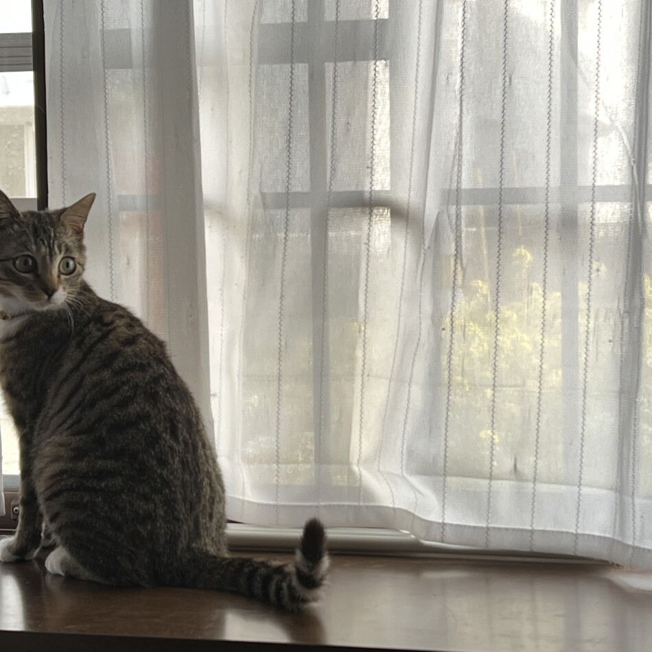 ゆずのカバー写真