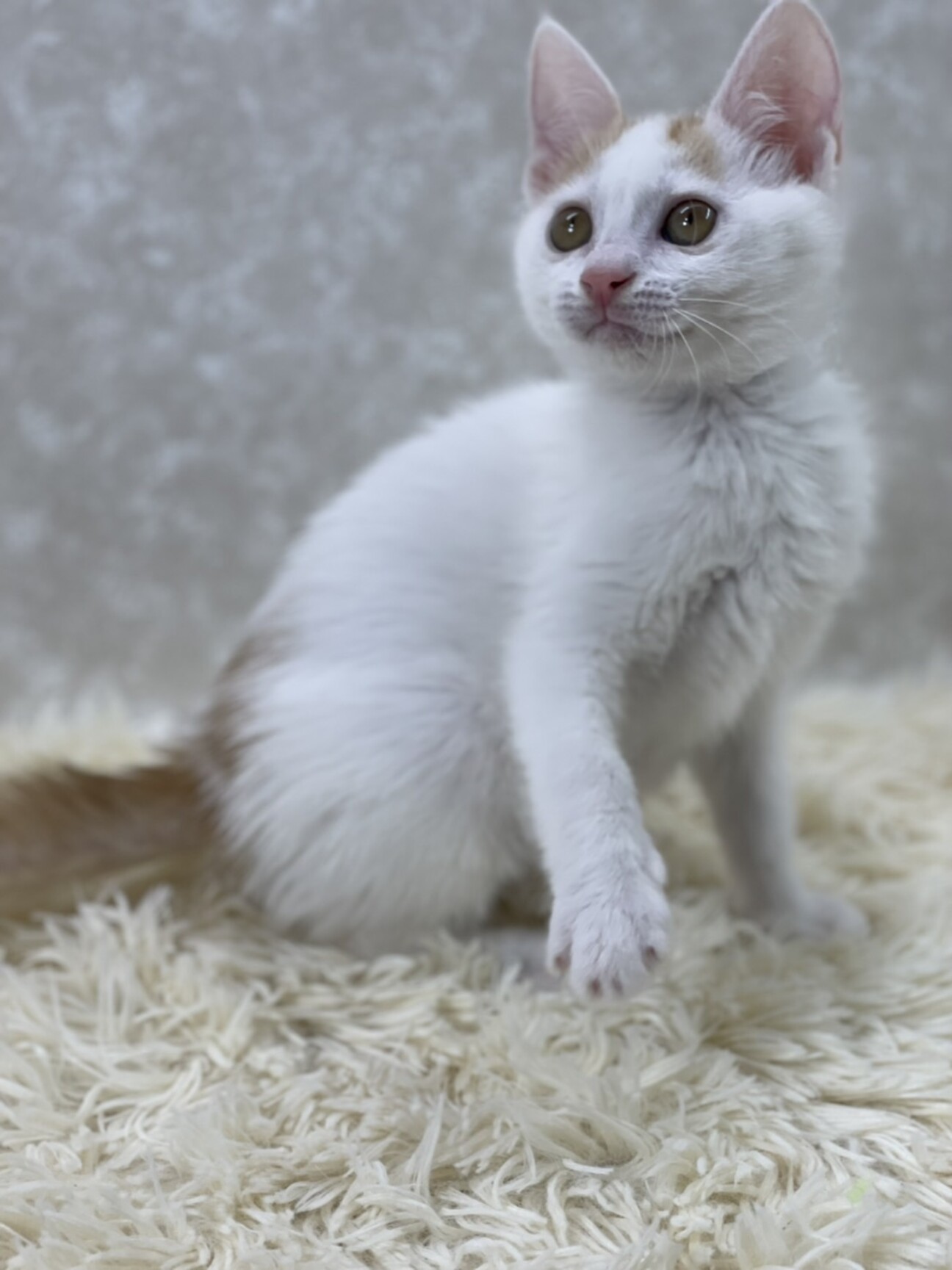 可愛いすぎる甘猫ミント❗」東京都 - 猫の里親募集(407533