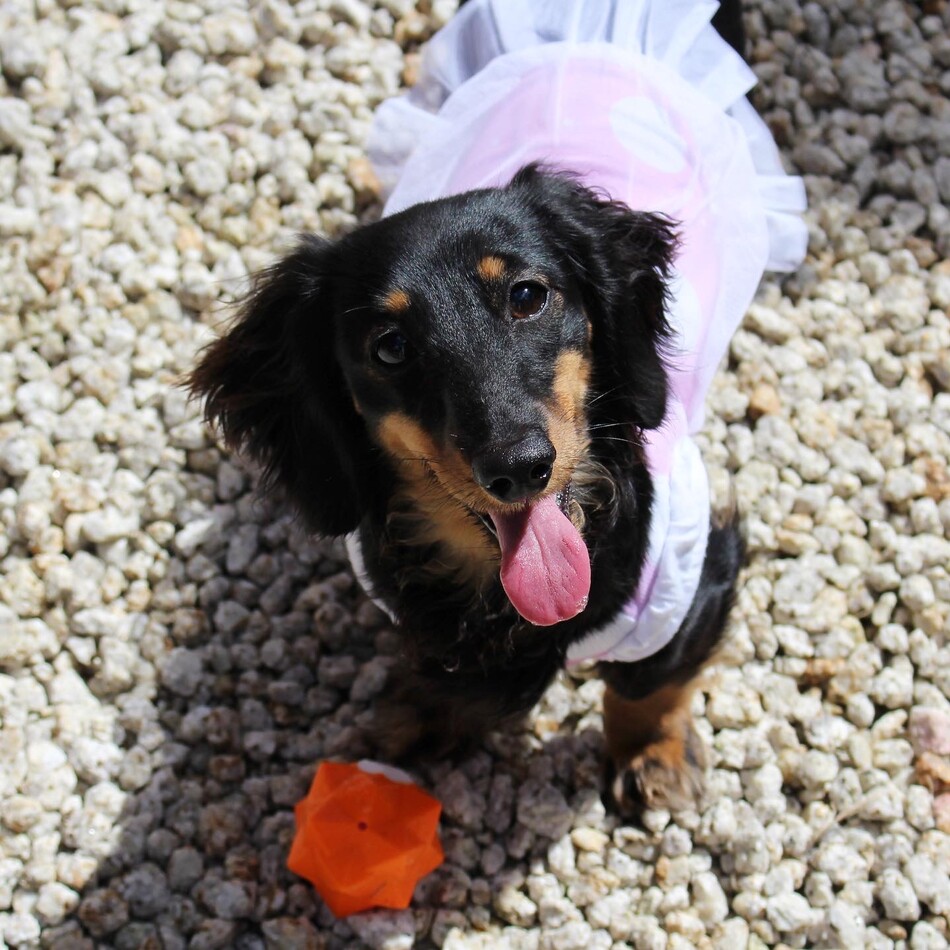 プリンセスのカバー写真