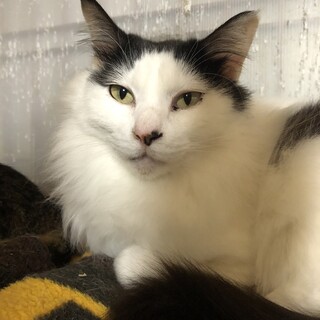 ありがとうございました★長毛おしゃれな　ラムネくん