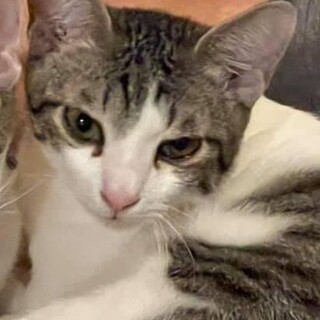 絵本にもなった仲の良い兄弟猫、ディーン君！