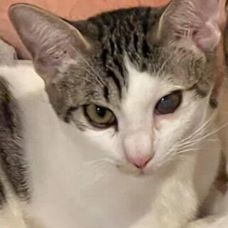 絵本にもなった仲の良い兄弟猫、サミー君！