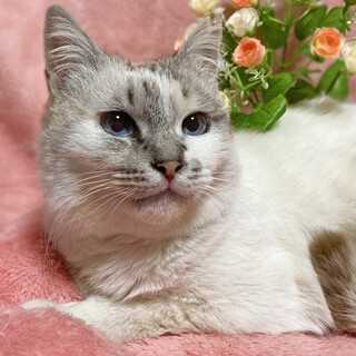 宝石のような青い瞳♪シャムミックス『めのう』７歳