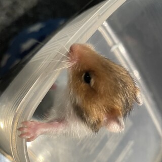 ハムスター子ハム里親募集