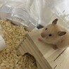 の写真