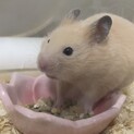 キンクマハムスター「里親募集中」マフィンちゃん