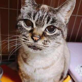 淡路っ子♬ダミちゃん♪里親絶賛募集中！