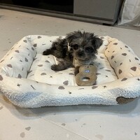 あおさ