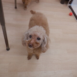 おっとり穏やかなアンジェラちゃん　推定１０才