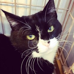 保護猫譲渡会　多摩市