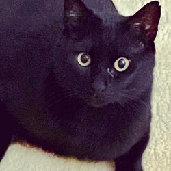 保護猫譲渡会　多摩市 サムネイル2