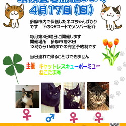 保護猫譲渡会　多摩市 サムネイル3
