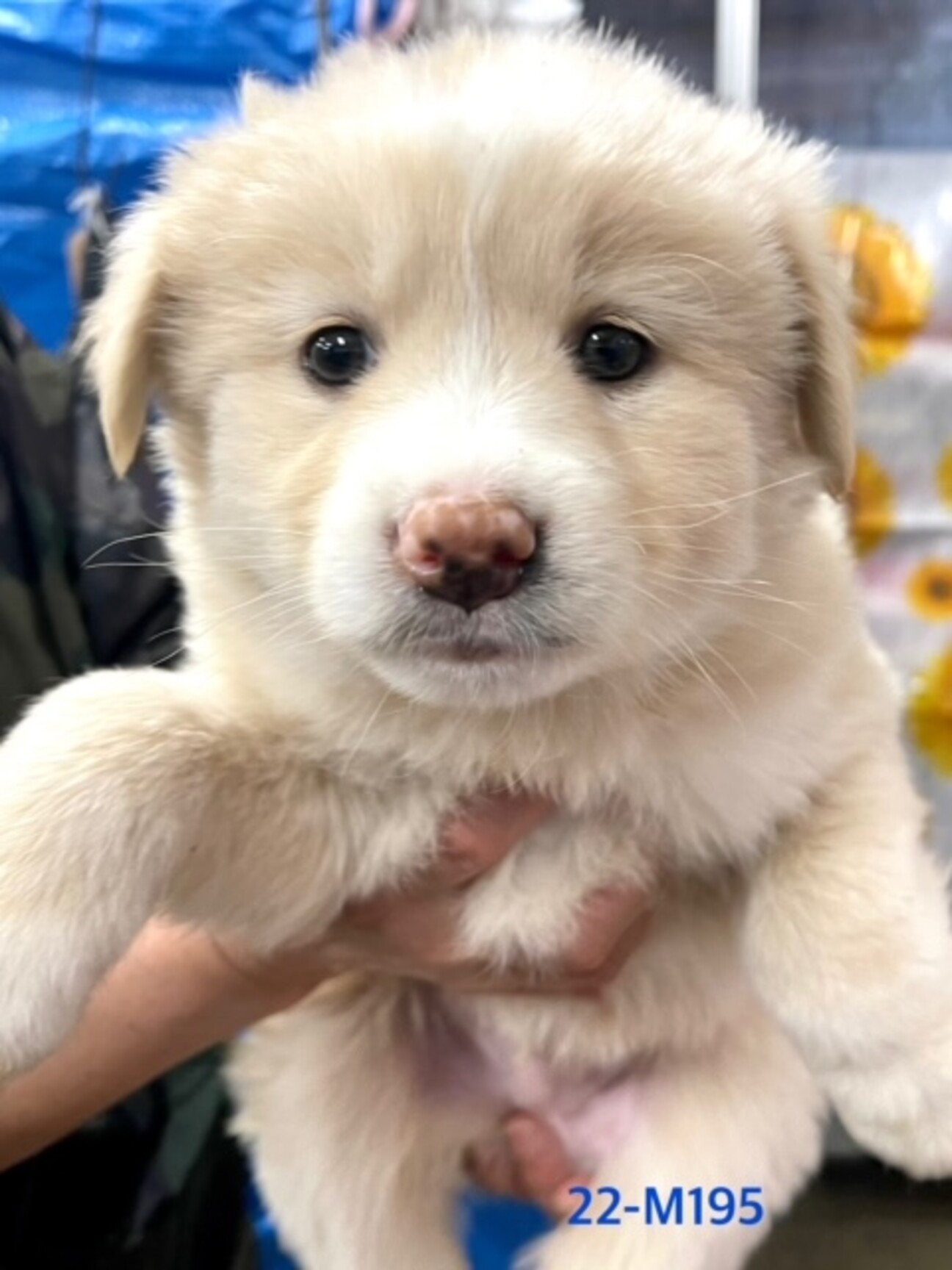 22 M195 モフモフ 滋賀県 犬の里親募集 ペットのおうち 月間利用者150万人