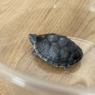 5cmの小さくかわいいカメ(ミシシッピニオイガメ)