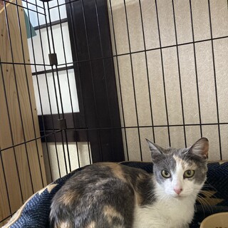 きれいな毛色のパステル三毛ちゃん