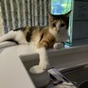 の写真