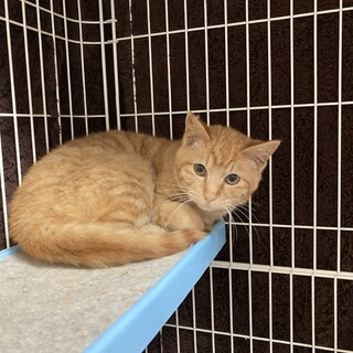 茶トラの男の子