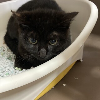 かわいい黒猫男の子