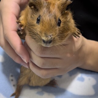 モルモット（女の子）