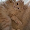 甘えん坊なわんぱく小僧♡クリーム君♡ サムネイル3