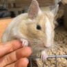 デグー5ヶ月女の子の里親様募集（現在交渉中） サムネイル2