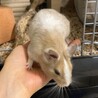 デグー5ヶ月女の子の里親様募集（現在交渉中） サムネイル3