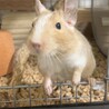 デグー5ヶ月女の子の里親様募集（現在交渉中） サムネイル4
