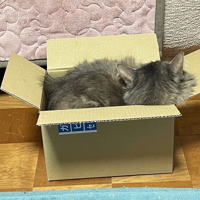 しょーこ♪♪のカバー写真