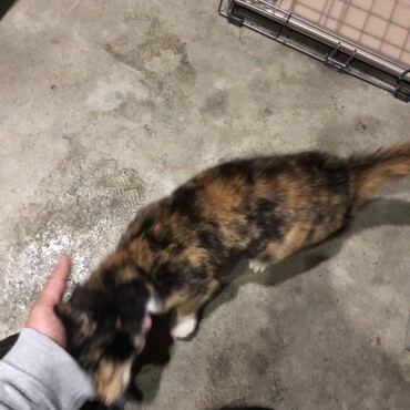 写真を撮影しようとするとゴロゴロ言いながら突進してくるのでうまく撮影できず…