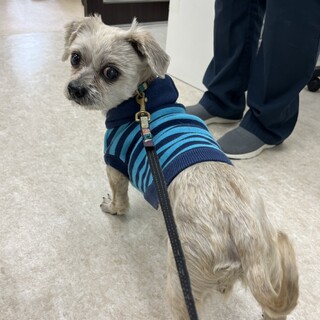 シーズーMIX　人懐っこいルッカくん