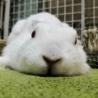 保護うさぎ：ソルトちゃん［佐渡っこ］