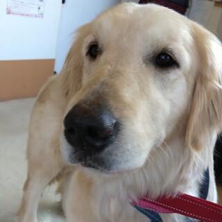 トライアル決定！ハイパーなゴールデン女子