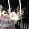 ありがとうございました、３匹ともに里親さん決まりました