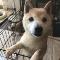 １０歳位のシニアですがとても元気な赤柴女子