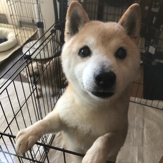 １０歳位のシニアですがとても元気な赤柴女子