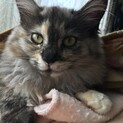 ふわふわ長毛のサビ猫ちゃん♀★募集一時中断します★