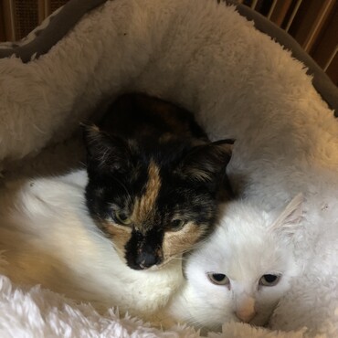 猫団子(念のため後に隔離)