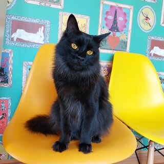 おしゃれな黒猫の女の子