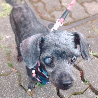 元気なトイプードルの女の子