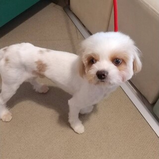 マルチーズパピヨンミックス　男の子　ライム