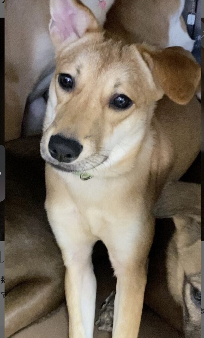 ナッツのずっとのおうちを 東京都 犬の里親募集 ペットのおうち 月間利用者150万人