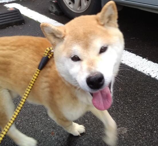 生粋の性格の柴！『しばじろう』♂ サムネイル3