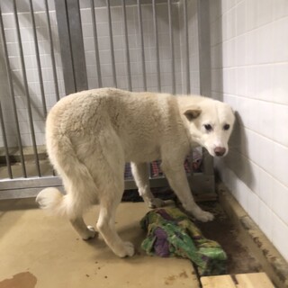 収容期限は1週間 5日火曜日までです