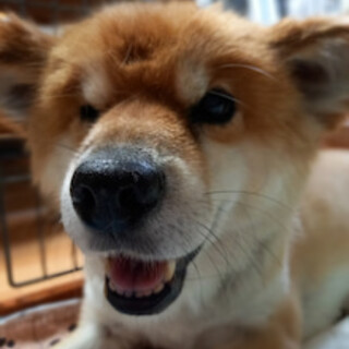 豊作の家族を探しています