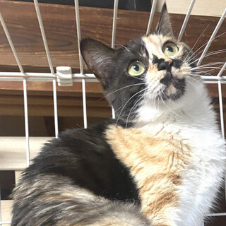 ビビリだけど不思議な模様の三毛の夕日ちゃん