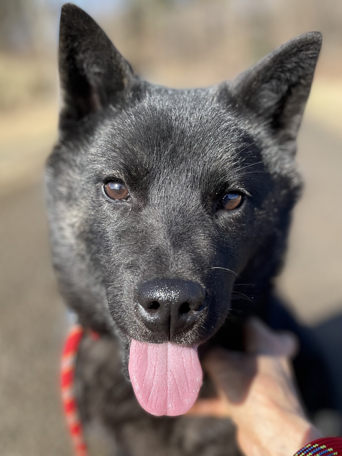 純血甲斐犬子犬体重10キ 山梨県 犬の里親募集 ペットのおうち 月間利用者150万人 純血甲斐犬子犬体重10キ 山梨県 犬の里親募集 ペットのおうち 月間利用者150万人